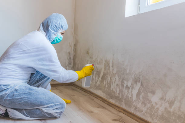 Licensed Mold Inspection service in Clearwater Beach, FL - WQB Mold Removal